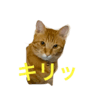 愛猫マロンくんスタンプ（個別スタンプ：2）