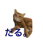 愛猫マロンくんスタンプ（個別スタンプ：4）