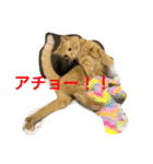愛猫マロンくんスタンプ（個別スタンプ：5）