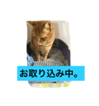 愛猫マロンくんスタンプ（個別スタンプ：6）
