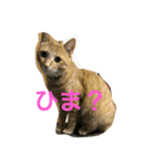 愛猫マロンくんスタンプ（個別スタンプ：7）