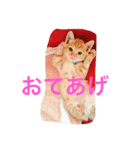 愛猫マロンくんスタンプ（個別スタンプ：8）