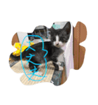 ねこねこ猫 1（個別スタンプ：1）
