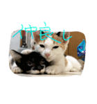 ねこねこ猫 1（個別スタンプ：2）