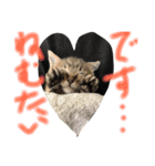 ねこねこ猫 1（個別スタンプ：3）