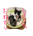 ねこねこ猫 1（個別スタンプ：4）