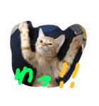 ねこねこ猫 1（個別スタンプ：5）