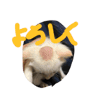 ねこねこ猫 1（個別スタンプ：6）