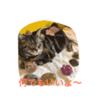 ねこねこ猫 1（個別スタンプ：7）