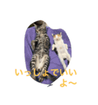 ねこねこ猫 1（個別スタンプ：8）