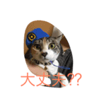 ねこねこ猫 1（個別スタンプ：9）