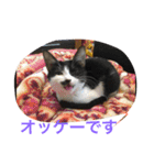 ねこねこ猫 1（個別スタンプ：10）