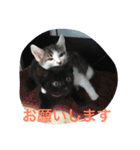 ねこねこ猫 1（個別スタンプ：11）