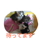 ねこねこ猫 1（個別スタンプ：12）