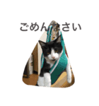 ねこねこ猫 1（個別スタンプ：13）