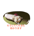 ねこねこ猫 1（個別スタンプ：14）