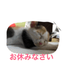 ねこねこ猫 1（個別スタンプ：15）