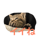 ねこねこ猫 1（個別スタンプ：16）