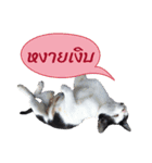 my cute Thai pet（個別スタンプ：8）