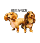 Mini＆Rubi Dachshund（個別スタンプ：1）
