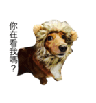 Mini＆Rubi Dachshund（個別スタンプ：2）