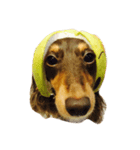Mini＆Rubi Dachshund（個別スタンプ：3）