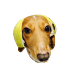Mini＆Rubi Dachshund（個別スタンプ：4）