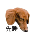 Mini＆Rubi Dachshund（個別スタンプ：5）