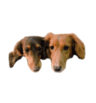 Mini＆Rubi Dachshund（個別スタンプ：6）
