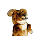 Mini＆Rubi Dachshund（個別スタンプ：7）