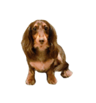 Mini＆Rubi Dachshund（個別スタンプ：8）