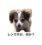 コーイケルレン（個別スタンプ：1）