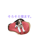 コーイケルレン（個別スタンプ：3）