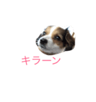 コーイケルレン（個別スタンプ：7）