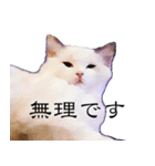 悟り猫 2 日本語（個別スタンプ：5）