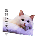 悟り猫 2 日本語（個別スタンプ：25）