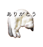 悟り猫 2 日本語（個別スタンプ：28）