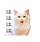 悟り猫 2 日本語（個別スタンプ：34）