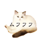 悟り猫 2 日本語（個別スタンプ：39）