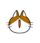 まいにち猫（個別スタンプ：1）