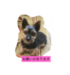 おしゃべりヨーキー（個別スタンプ：6）