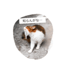 大阪弁の猫たち（個別スタンプ：1）