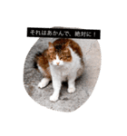 大阪弁の猫たち（個別スタンプ：2）