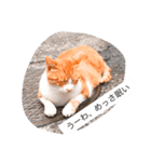 大阪弁の猫たち（個別スタンプ：3）