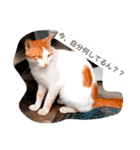大阪弁の猫たち（個別スタンプ：4）