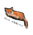大阪弁の猫たち（個別スタンプ：5）