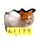 大阪弁の猫たち（個別スタンプ：6）