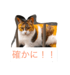 大阪弁の猫たち（個別スタンプ：7）