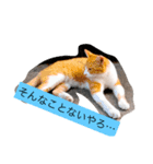 大阪弁の猫たち（個別スタンプ：8）