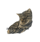 natural cat！（個別スタンプ：1）